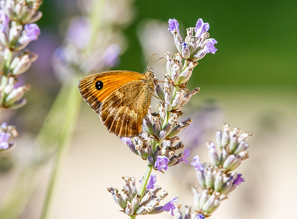 Gatekeeper butterfly