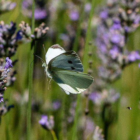Cabbage white butterfly