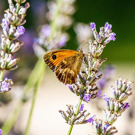 Gatekeeper butterfly