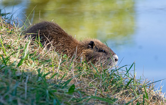 Coypu / Nutria juvenile