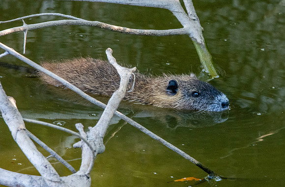 Coypu / Nutria juvenile