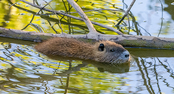Coypu / Nutria juvenile