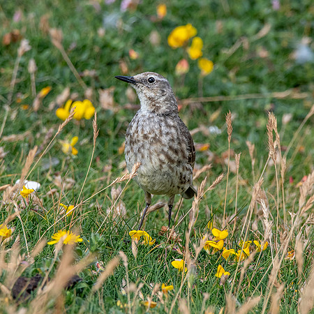 Rock pipit