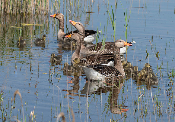 Greylag geese with chicks
