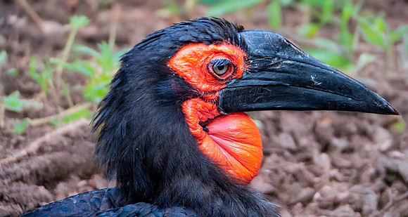 Southern ground hornbill