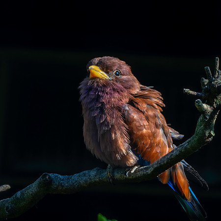 Broad billed roller