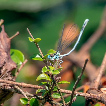 White legged damselfly