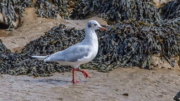 Mediterranean gull