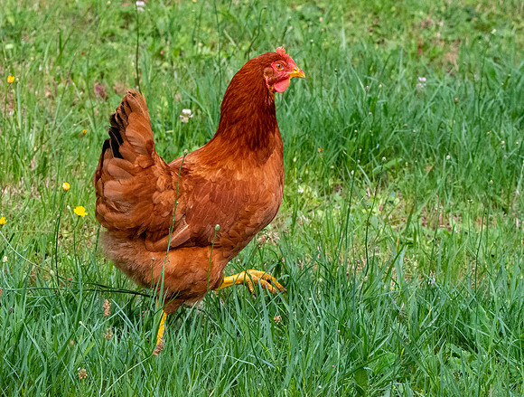 New Hampshire chicken