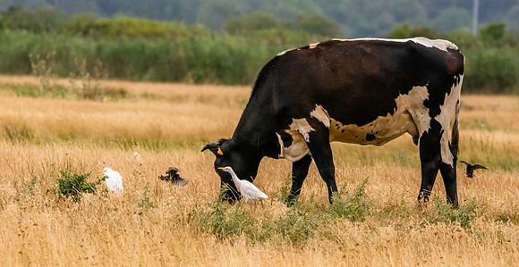 Cattle egret