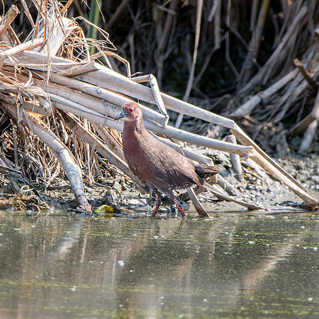 Ruddy breasted crake