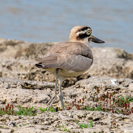 Great thick knee