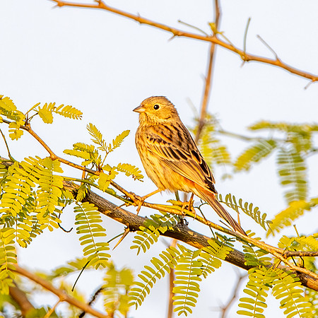 White capped bunting, female