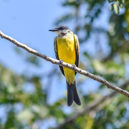 Tropical kingbird