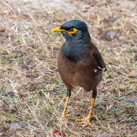 Jungle myna
