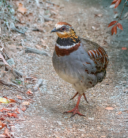 White necklaced partridge