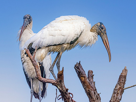 Wood stork