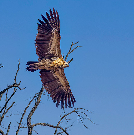 Indian Vulture