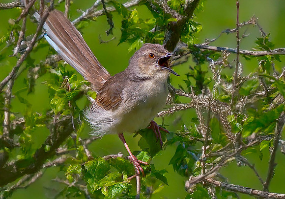 Jungle prinia