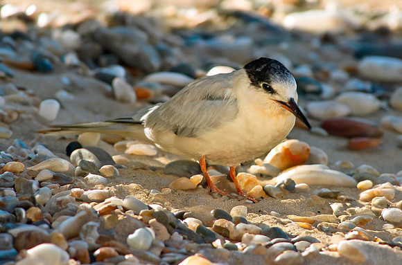 Roseate tern