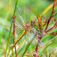 Vagrant darter