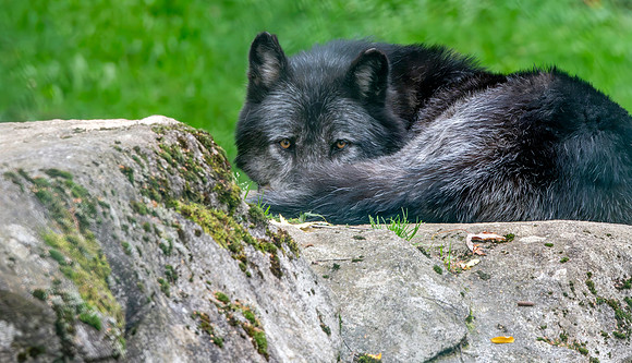 British Columbia wolf