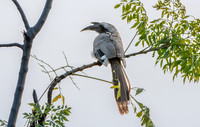 Indian Grey hornbill