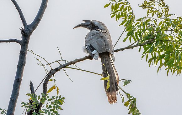 Indian Grey hornbill