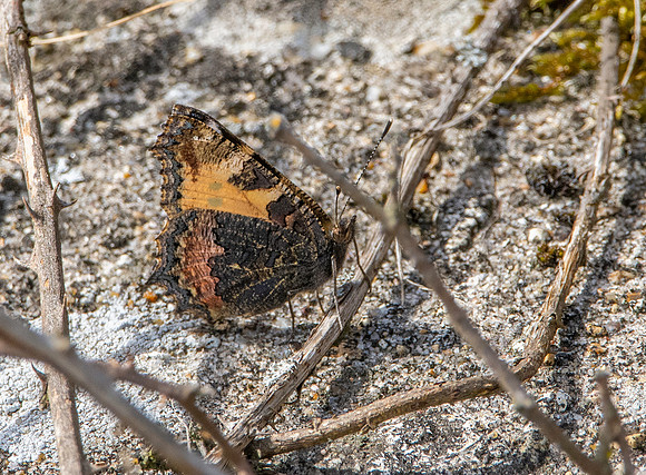 Small tortoiseshell
