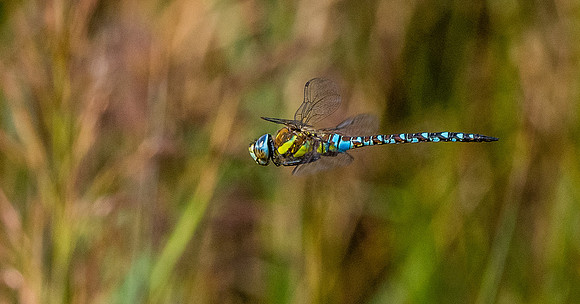 Common hawker