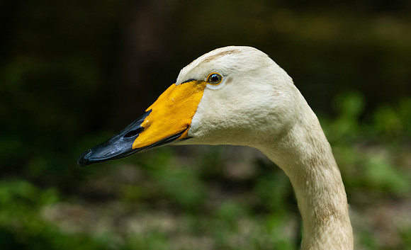Whooper swan