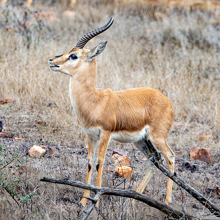 Chinkara / Indian gazelle