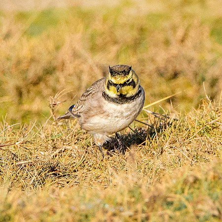 Shore lark / horned lark