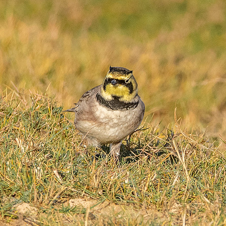 Shore lark / horned lark