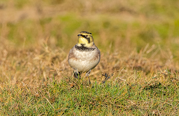 Shore lark / horned lark