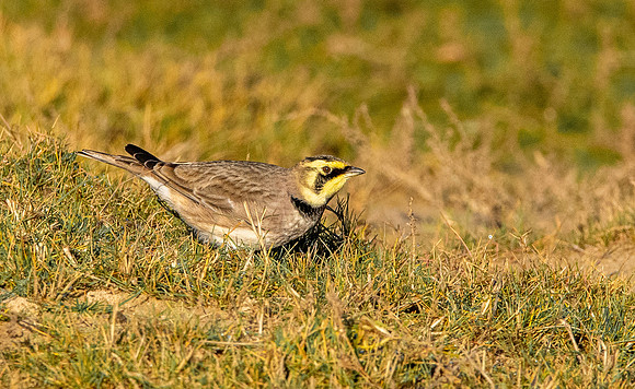Shore lark / horned lark
