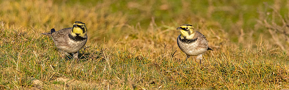 Shore lark / horned lark