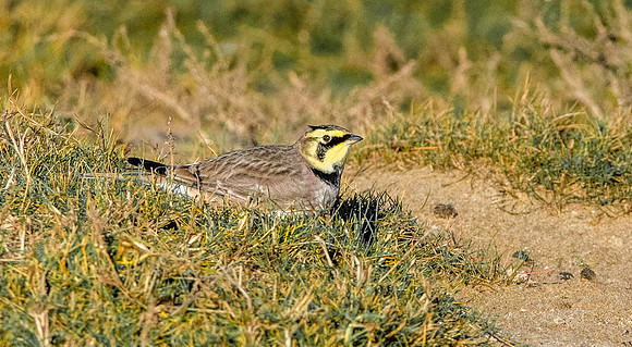 Shore lark / horned lark