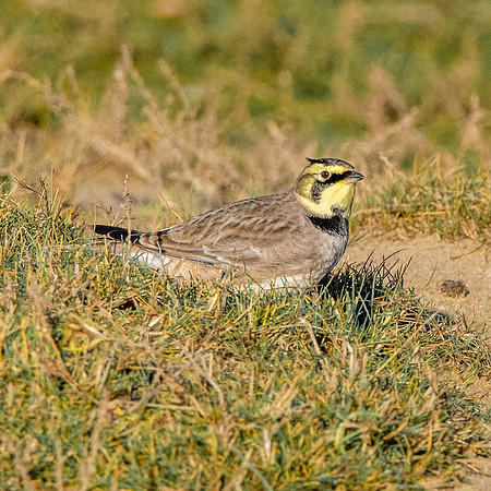 Shore lark / horned lark