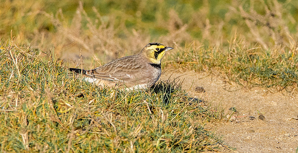 Shore lark / horned lark