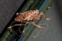 Brown marmorated stink bug