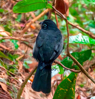 Green backed trogon, female