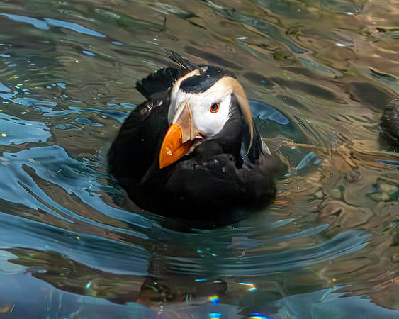 Tufted puffin