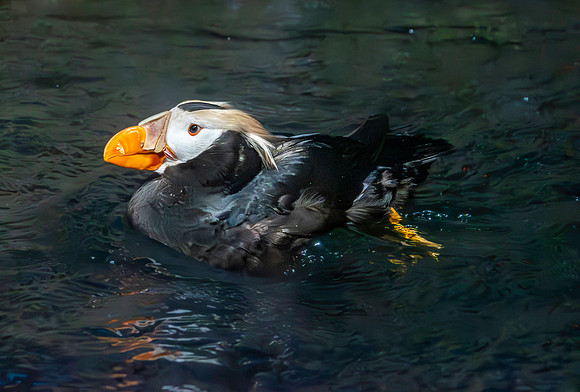 Tufted puffin