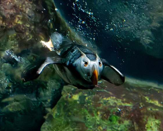 Tufted puffin underwater