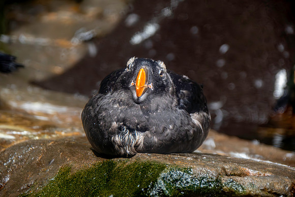 Tufted puffin, juvenile