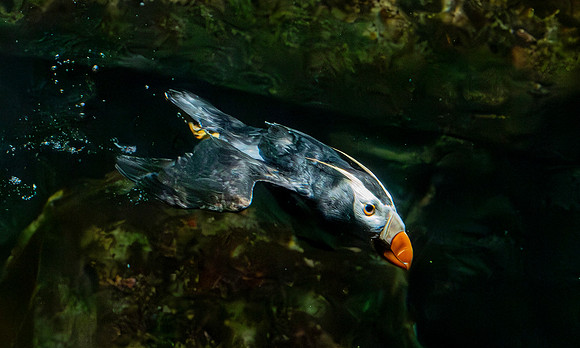 Tufted puffin underwater