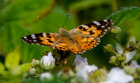 Painted lady