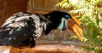 Knobbed hornbill