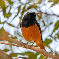 Black redstart